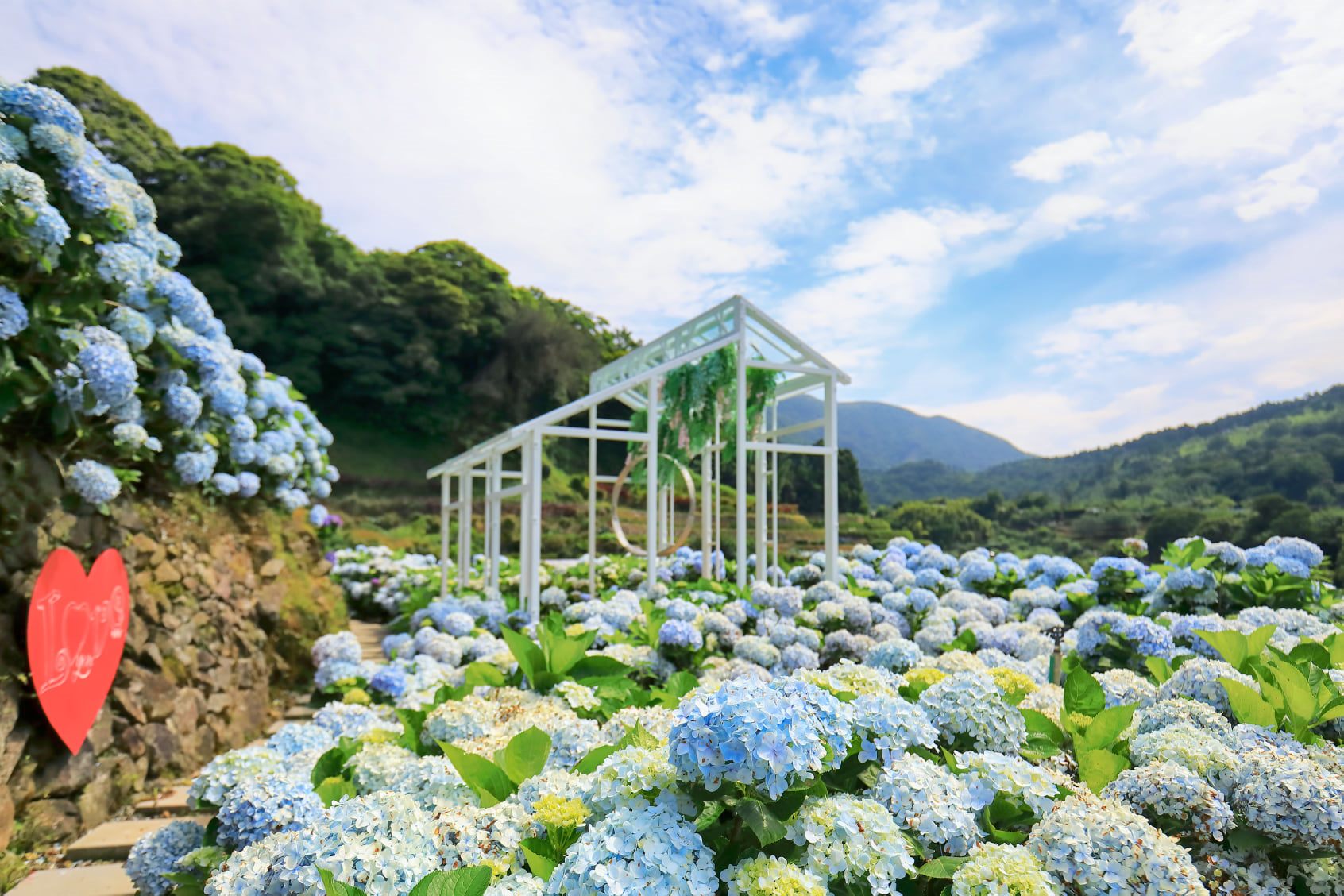 竹子湖繡球花特色農遊  打造視覺新意象...