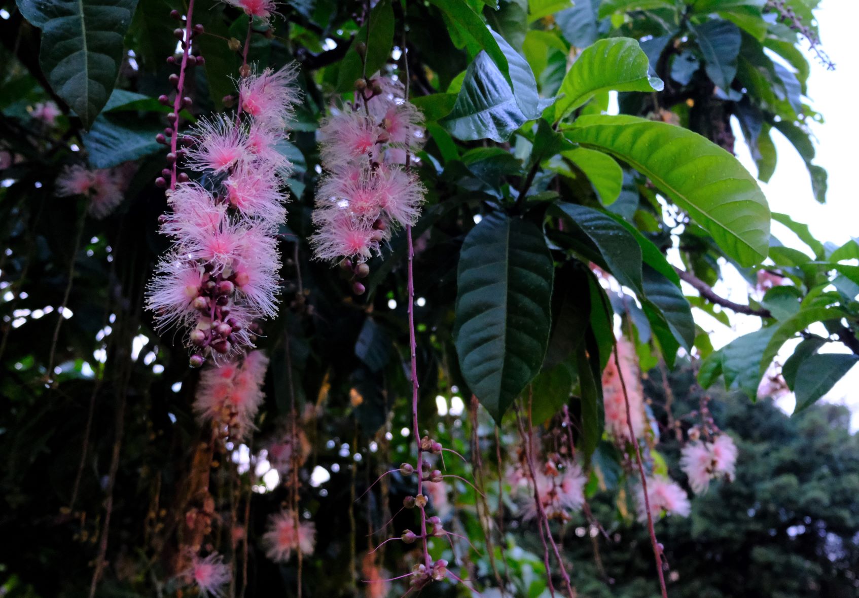 夏夜煙花恣意盛放  八里龍米公園共賞穗花棋盤腳...