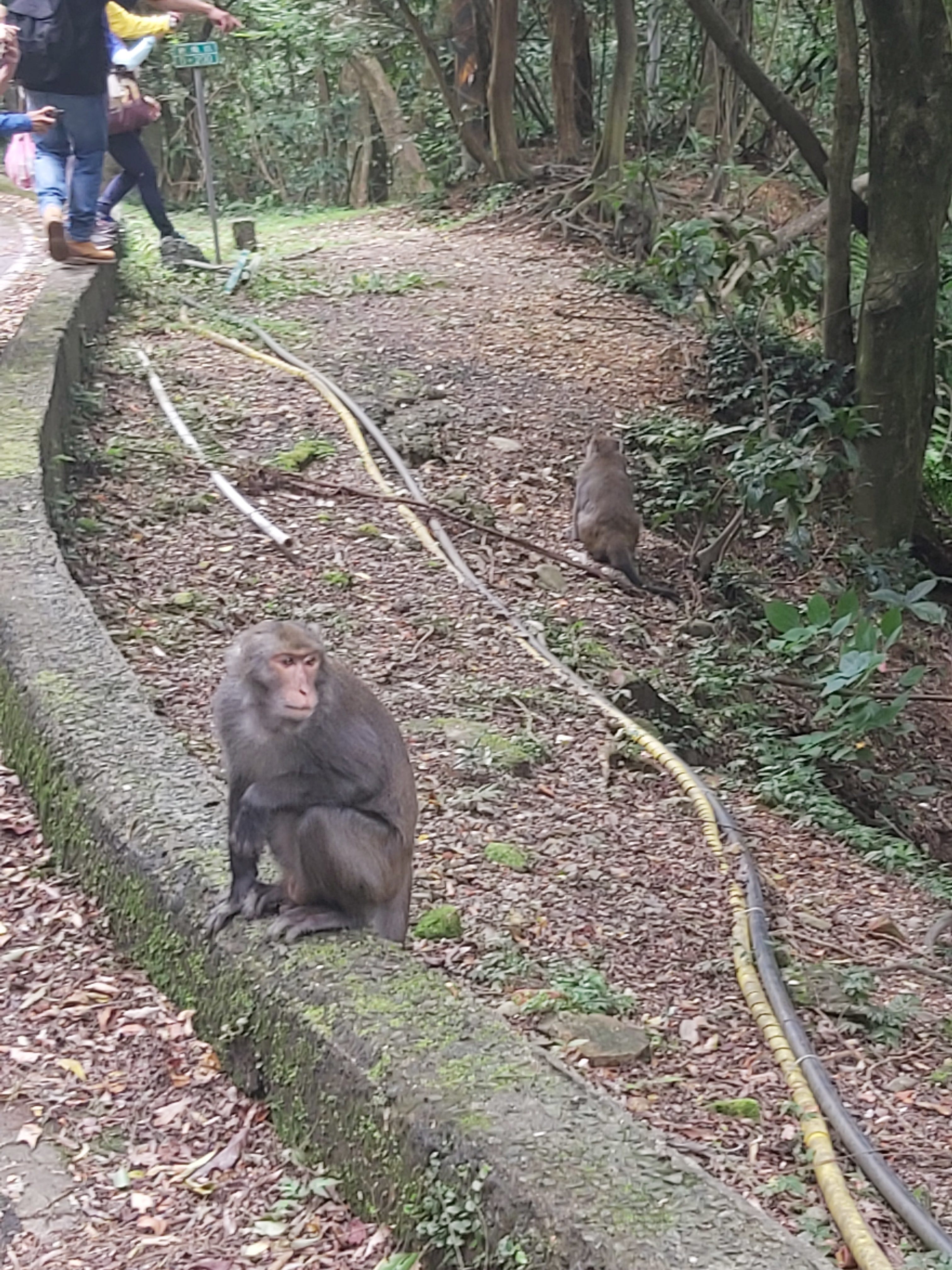 「陽明山獼猴的和平知性之旅」  北市動保處暑期精選活動...