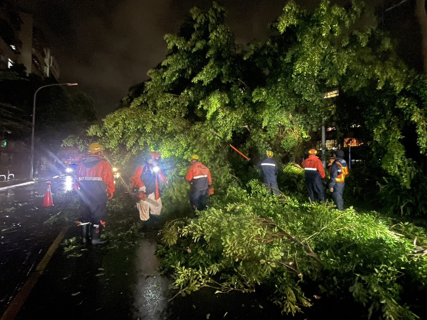 凱米颱風肆虐 工務局啟動樹木災損聯合救災機制