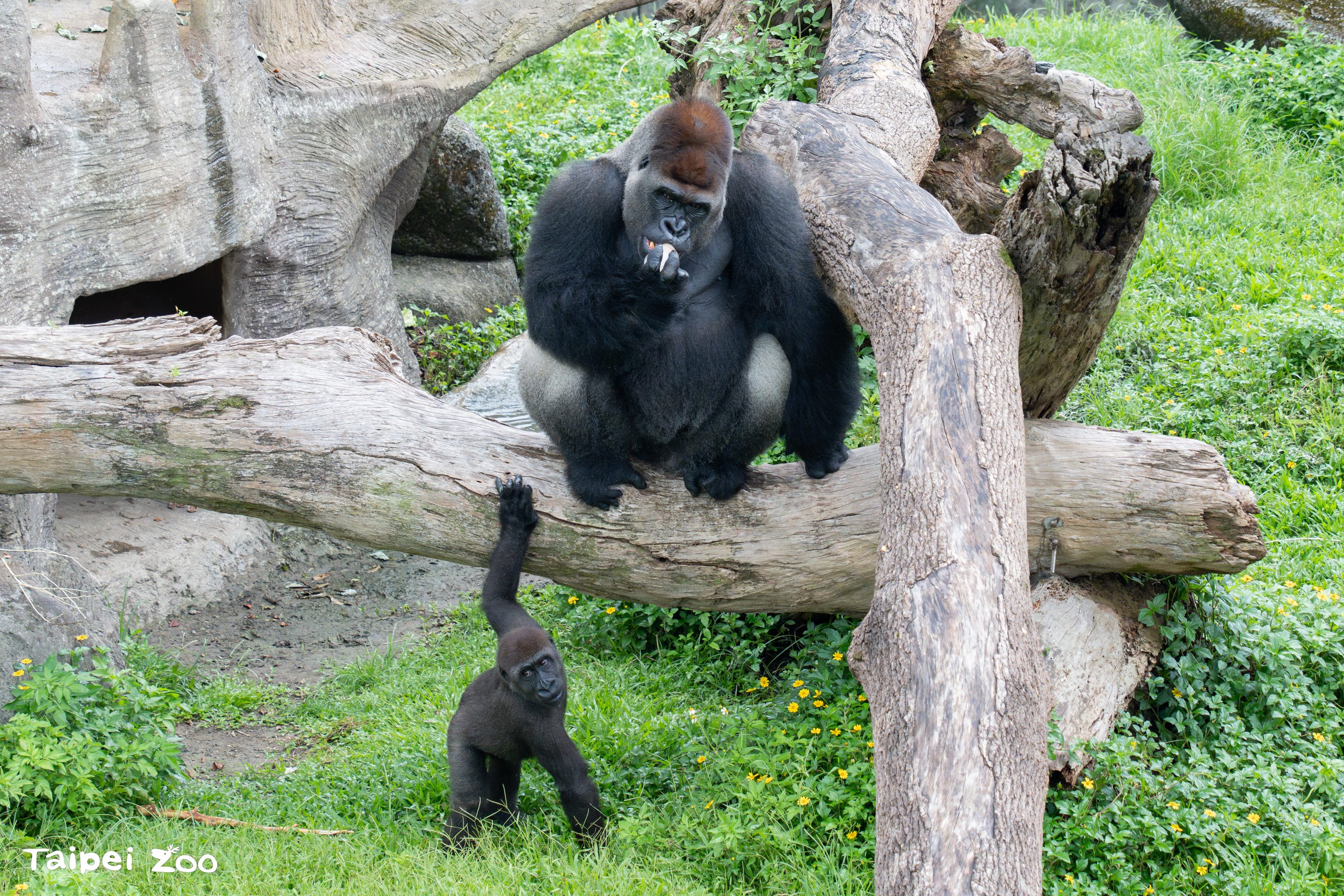 父親節來動物園和阿爸約會！8月8日動物園廣場及教育中心...