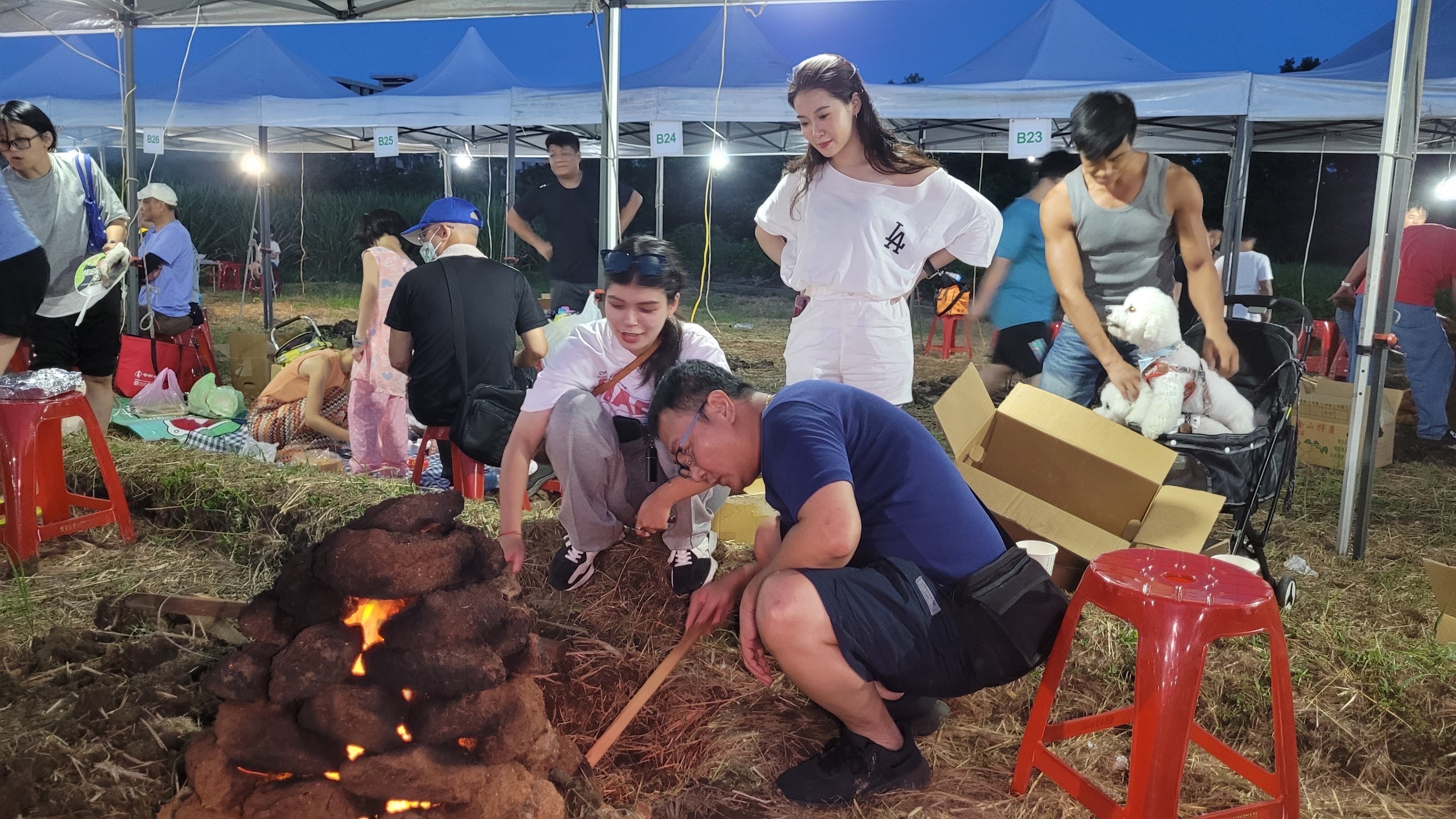 金山甘藷季 龍來金山焢窯趣...