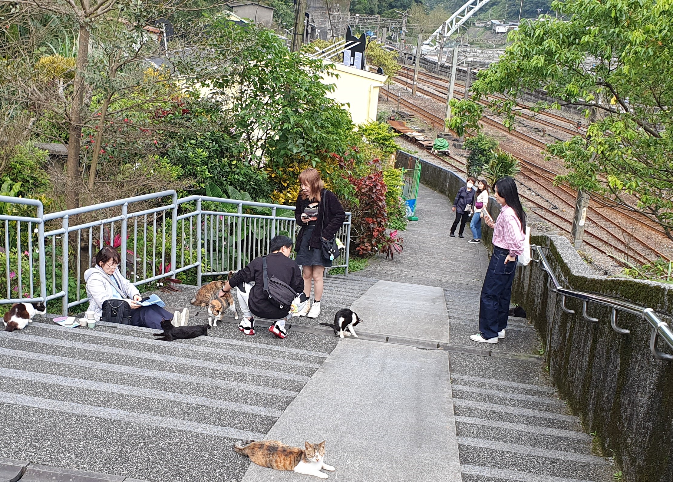 八月八日國際貓咪日  新北市猴硐貓公所發行愛貓公民證...