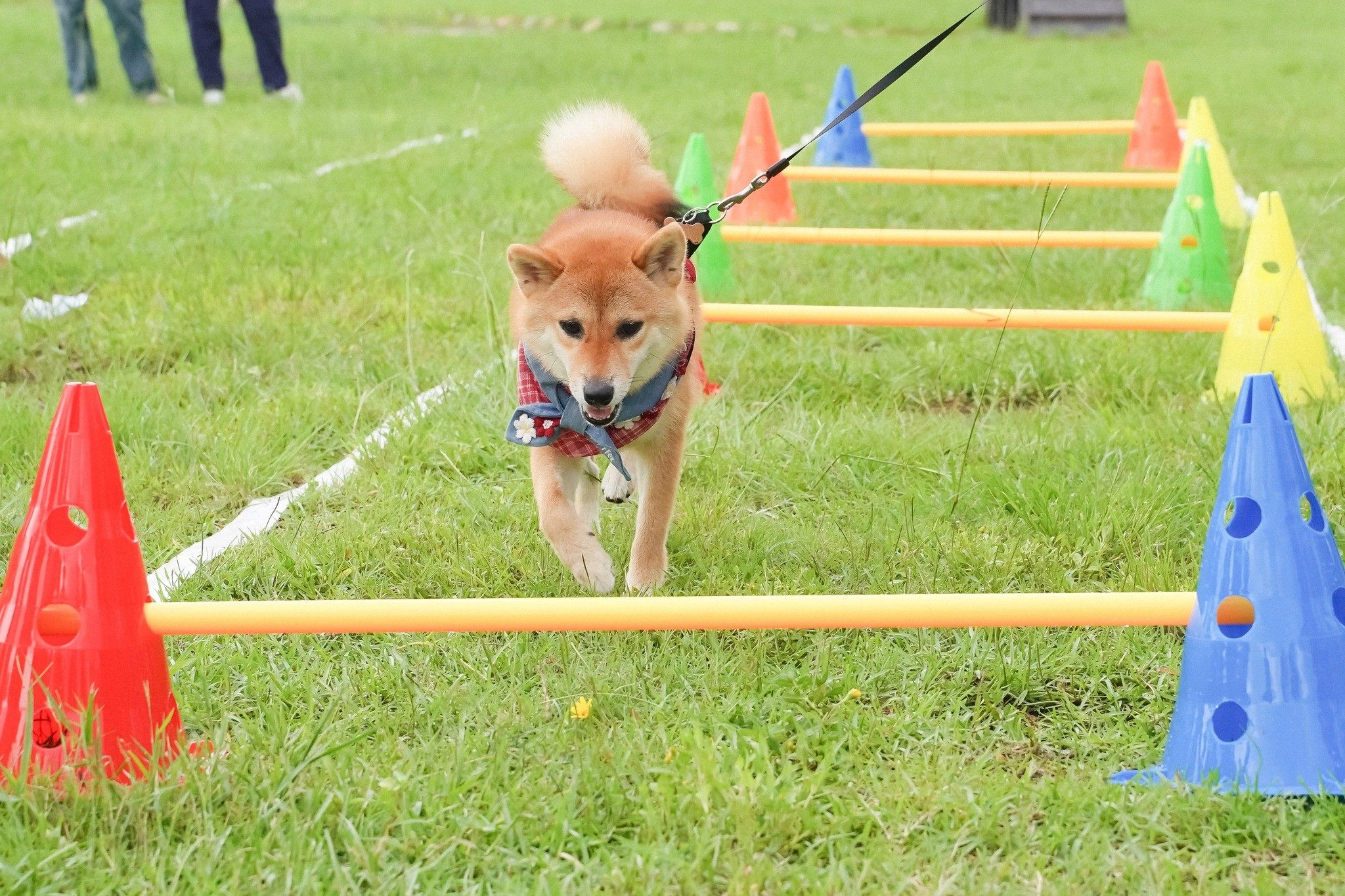 「2024臺北動保教育月」響應世界狂犬病日於9月28日舉辦「毛...