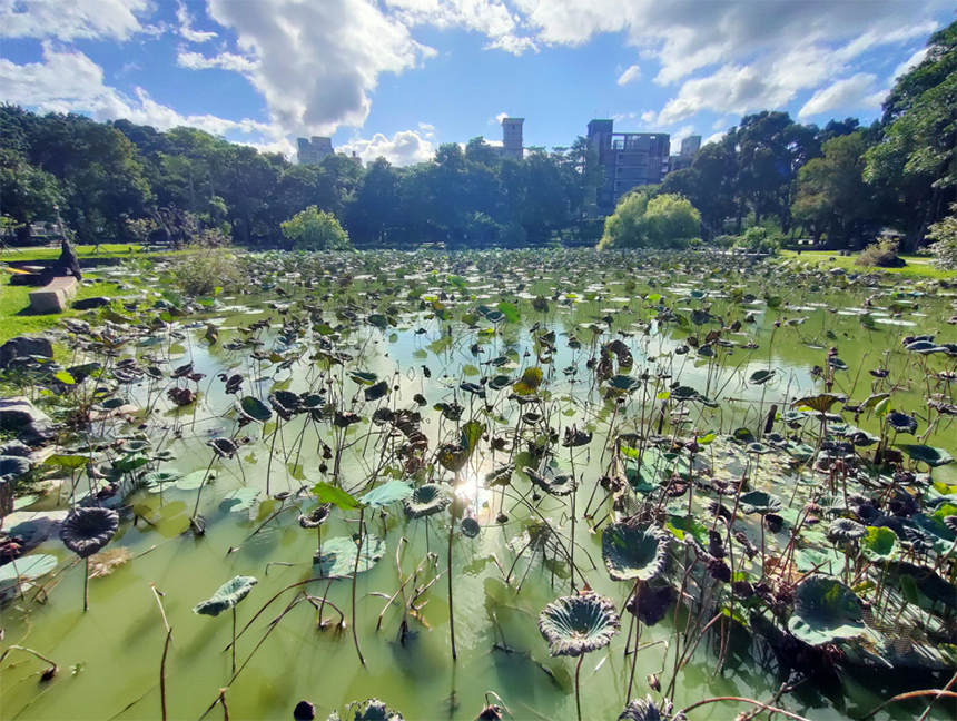 大湖公園荷花池放水清理  移除外來種、修復湖岸...