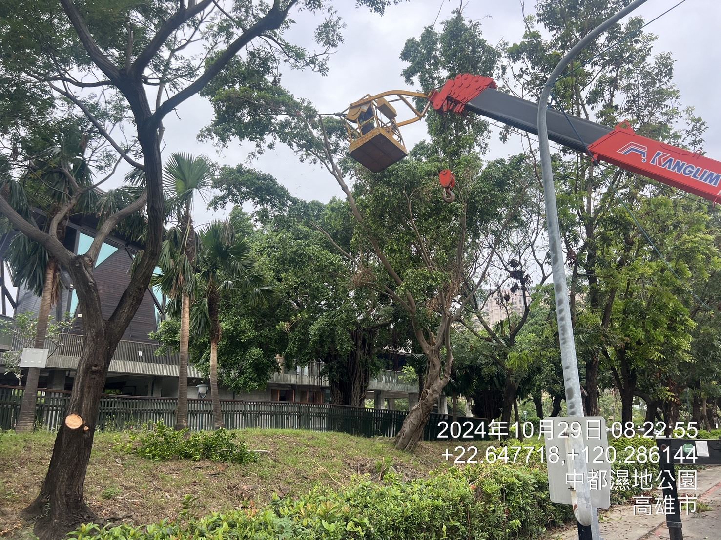 高市公園處強化護樹防颱準備