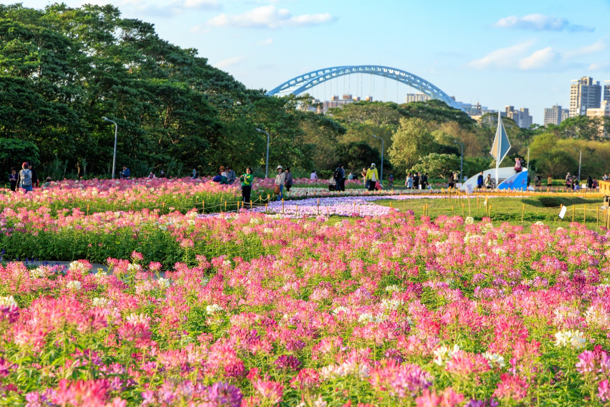 北市河濱花海年假不停歇   萬花齊放迎春節...