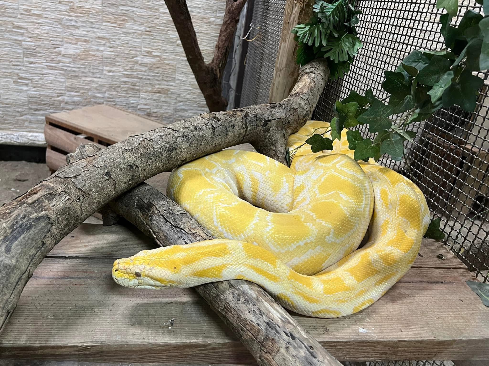 壽山動物園精彩活動喜迎蛇年 1/25-2/2全國12歲以下兒童免費...