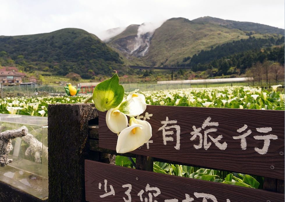 「巴島柑嬤店市集」登場  竹子湖海芋季週末限定活動  純白...