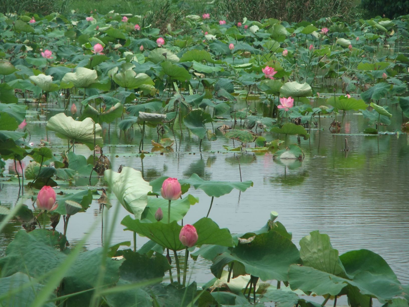 賞花不必等夏天   大漢溪新海濕地首波荷花搶先盛開...