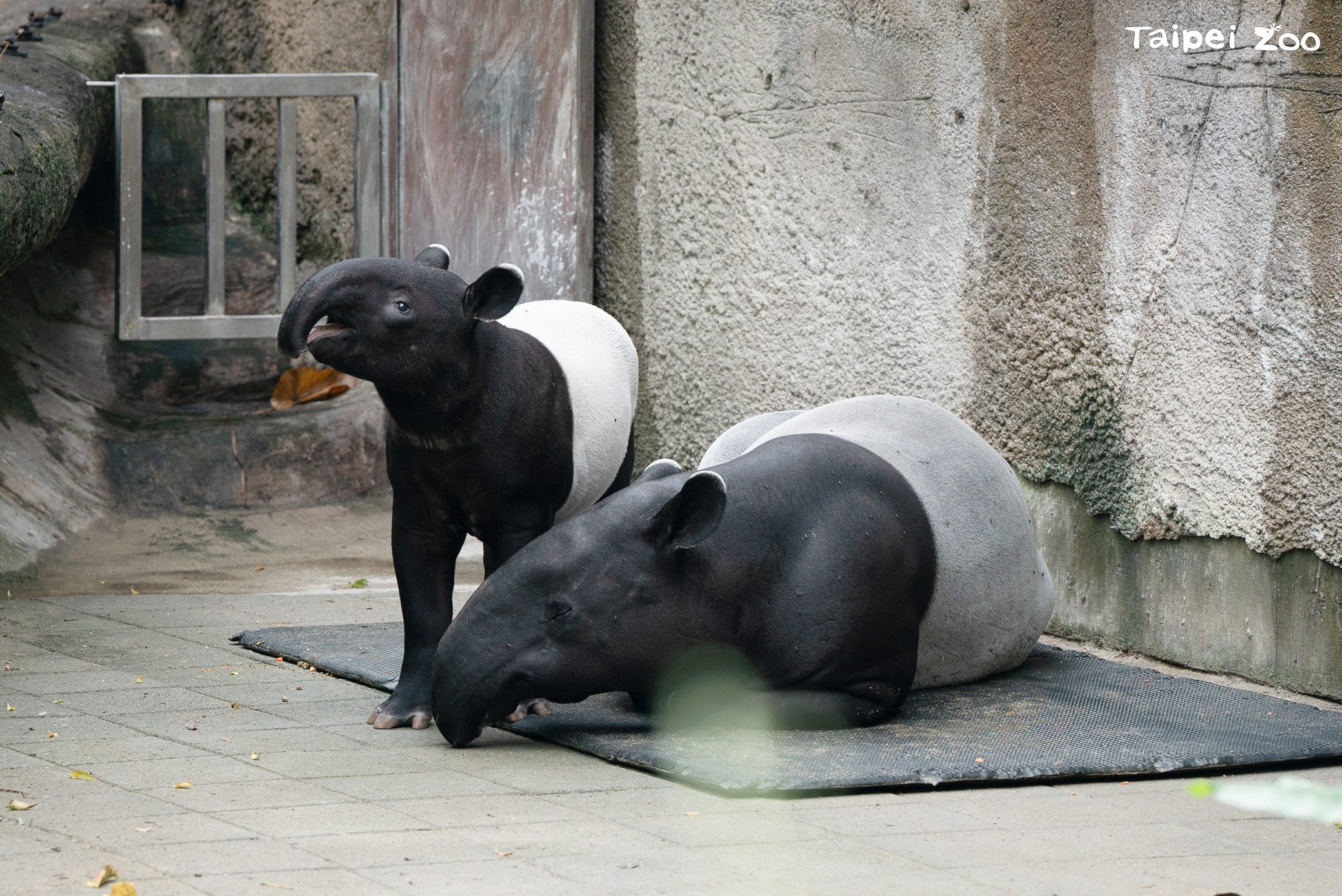 和動物媽媽們一起過母親節    臺北市立動物園為你的母親節...