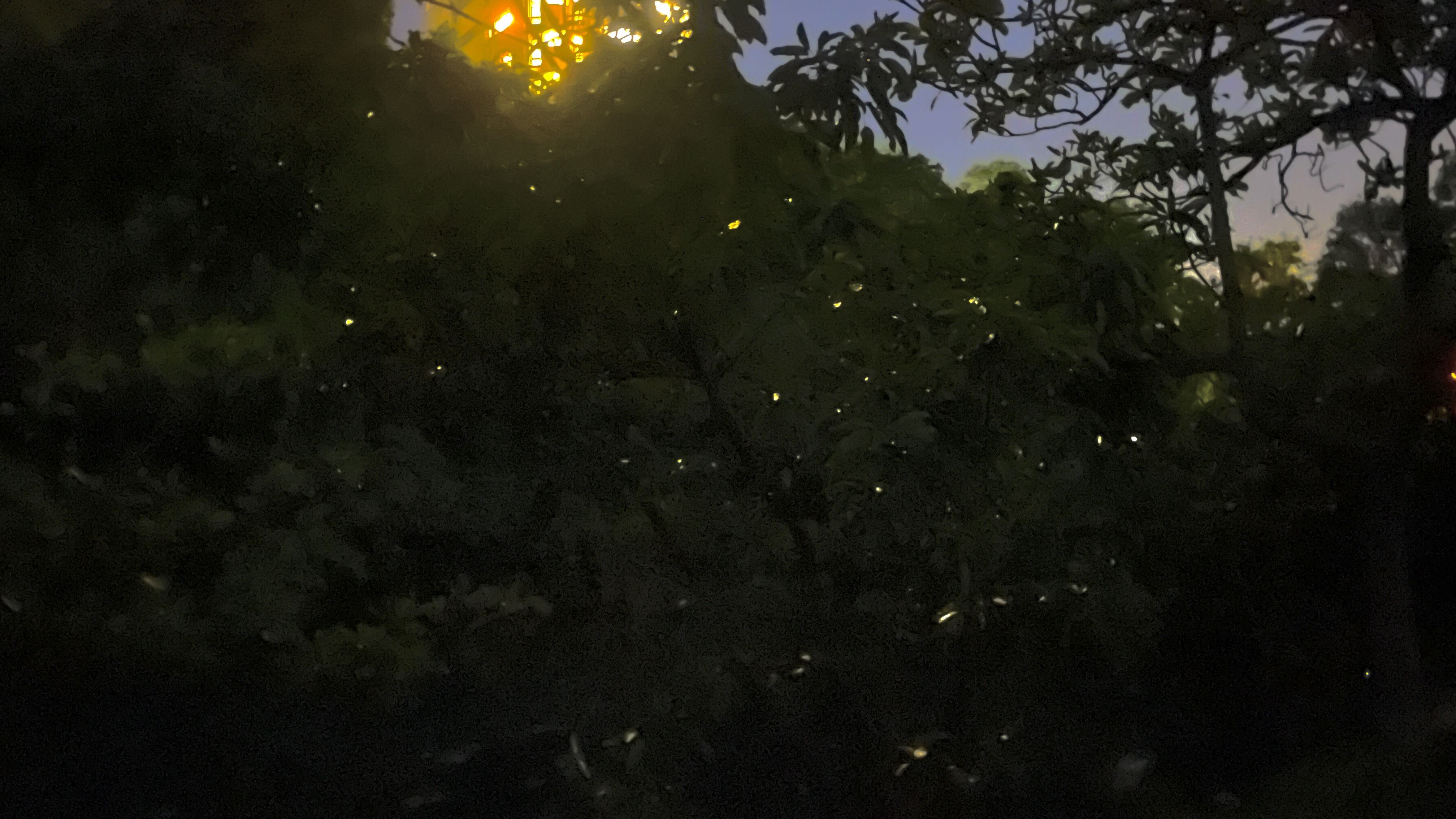 「螢光奇景 夜訪山豬湖」體驗大溪山豬湖生態親水公園賞螢...