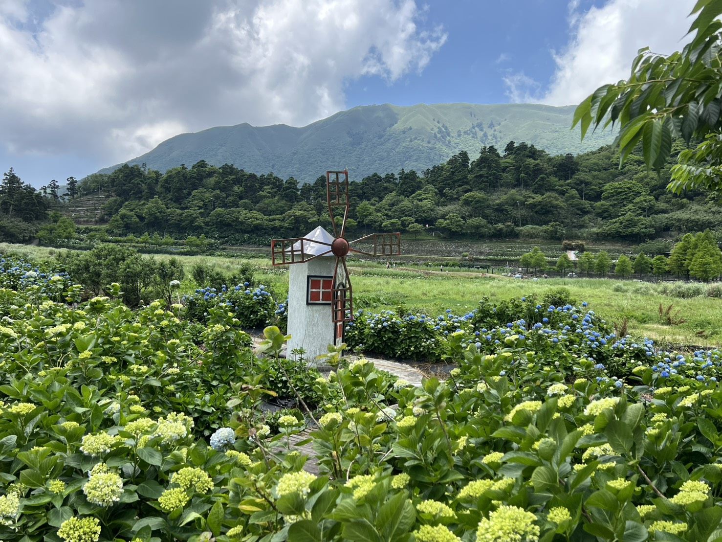 繡球花海正盛開   初夏最不能錯過的花卉明星  