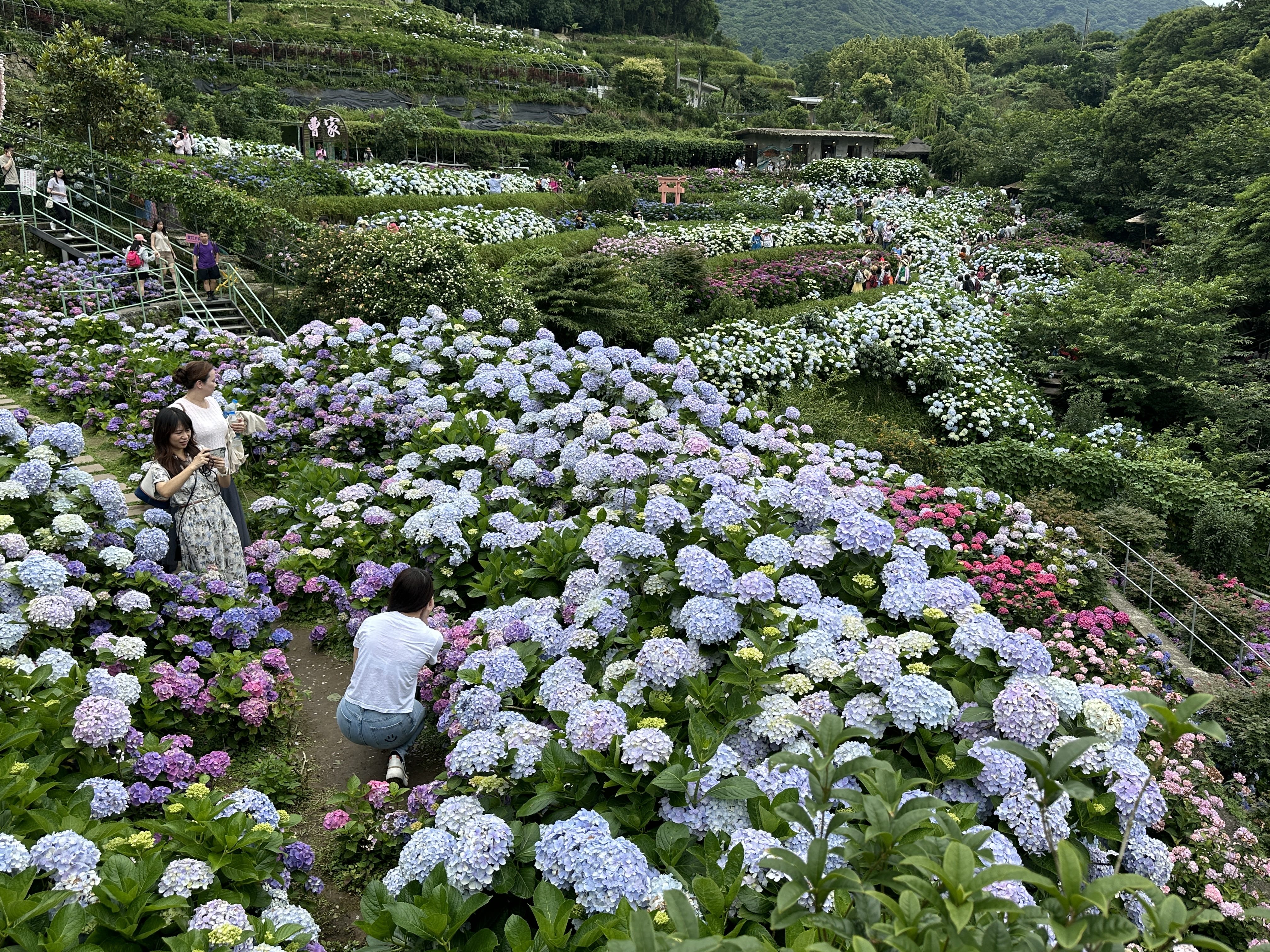 初夏最美花海   竹子湖繡球花季 5/23 浪漫登場...