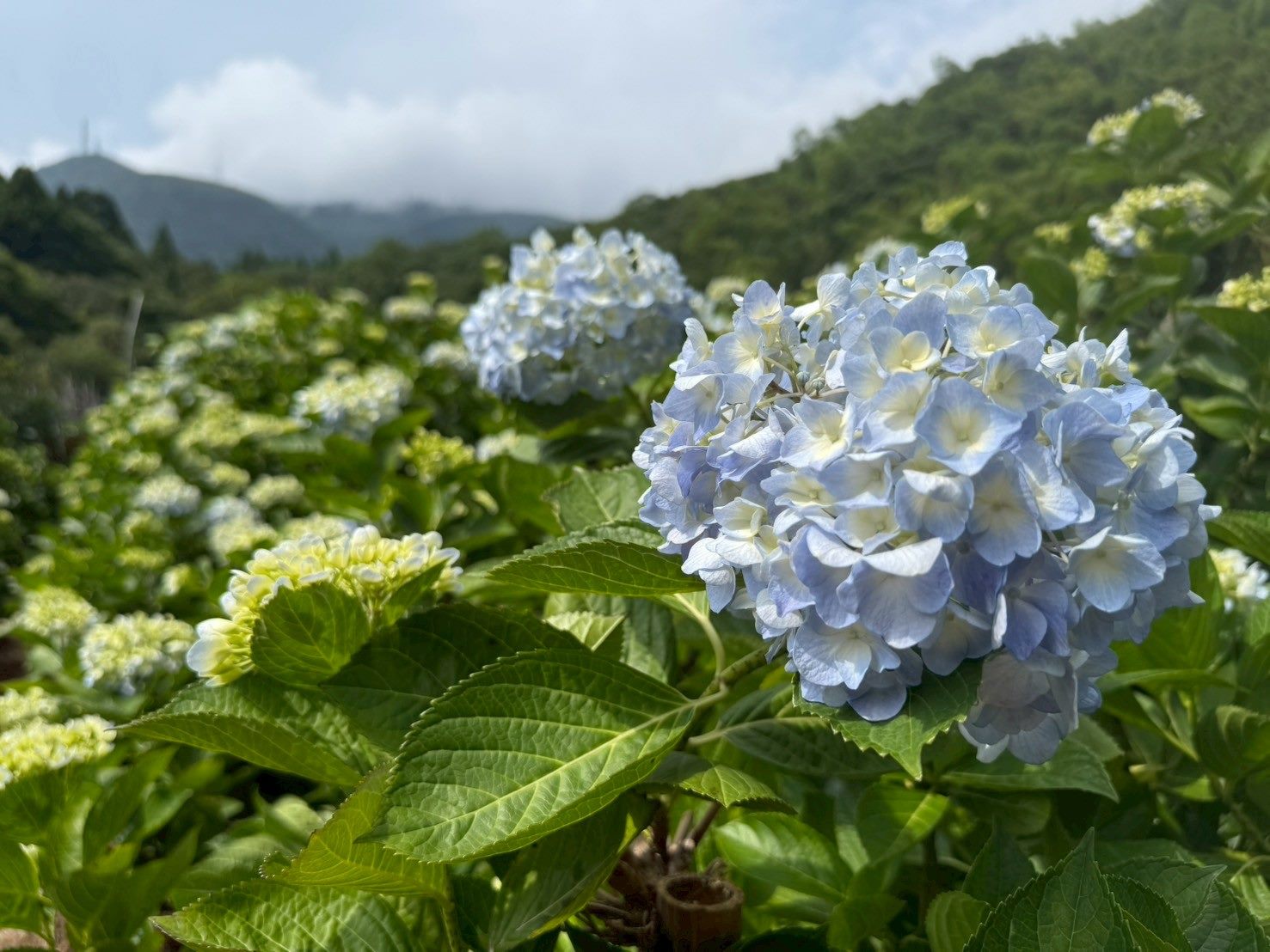 初夏賞花熱潮來襲  北投湖田邀您共賞花海與田園風情...