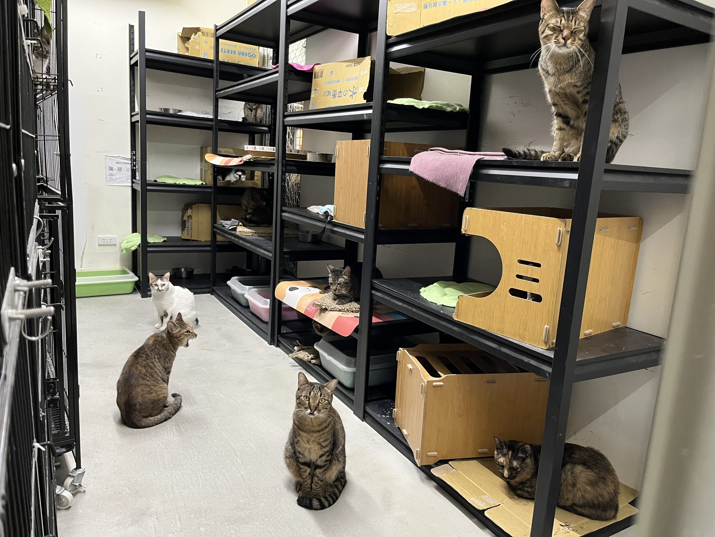 北臺灣撸貓秘徑大公開  臺北市動物之家貓舍大改造   打造...