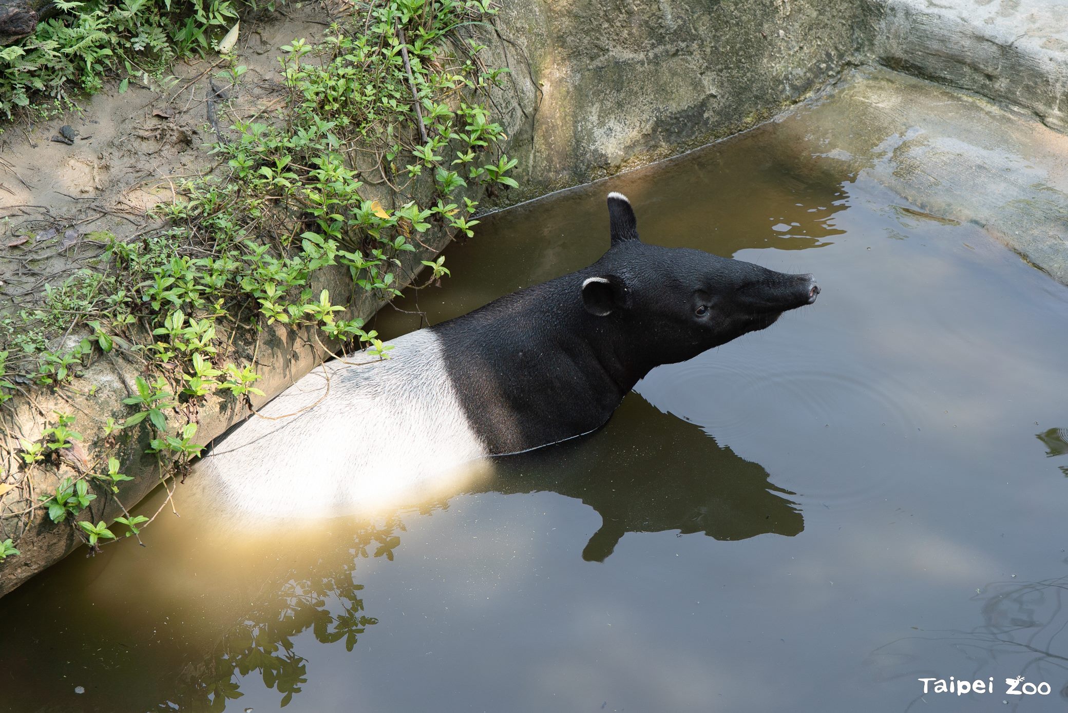 臺北市立動物園動物水中樂悠遊 泡澡、游泳、沖涼度暑假...