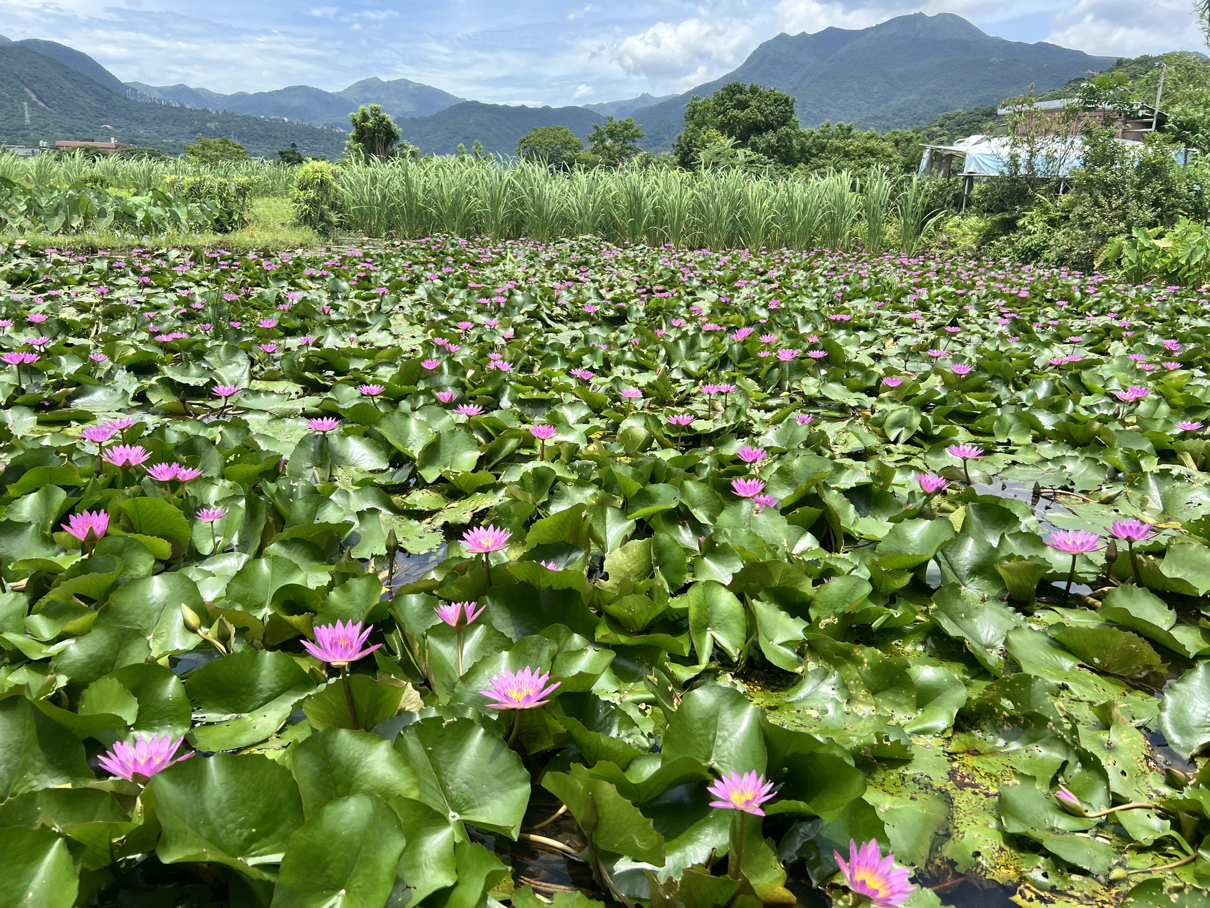 蓮花盛開 金山六三農再社區蓮花遊程開放報名...