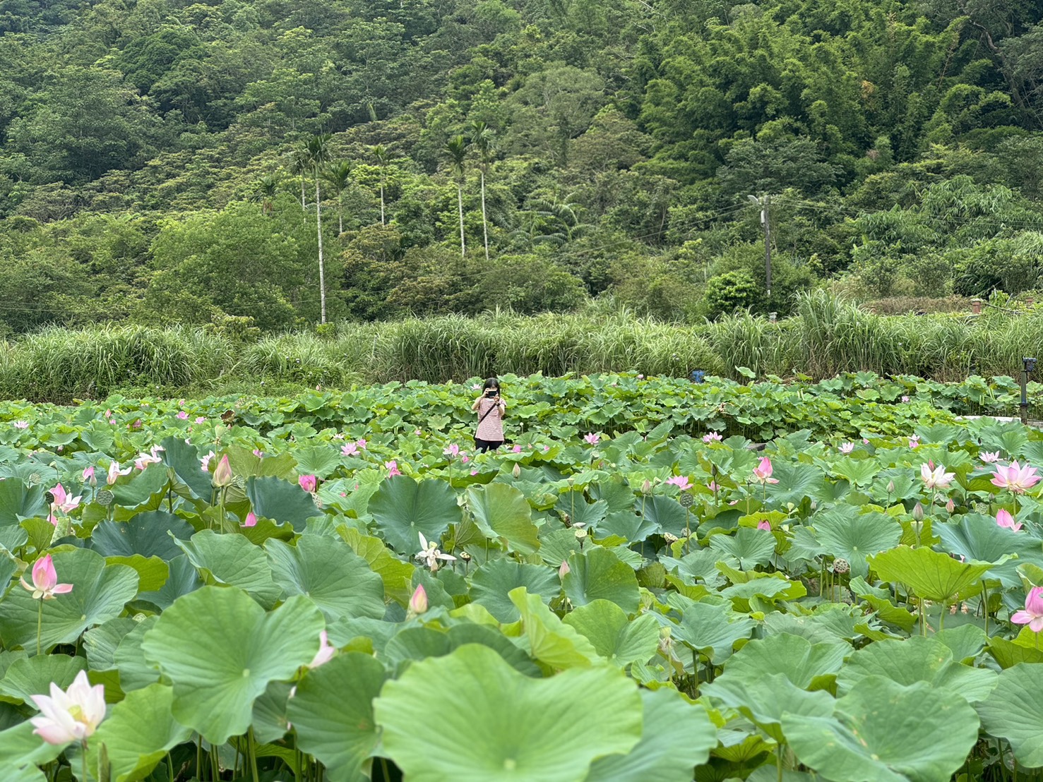 夏日賞荷踏青訪古蹟  漫遊新北荷花秘境雙溪上林荷花田...