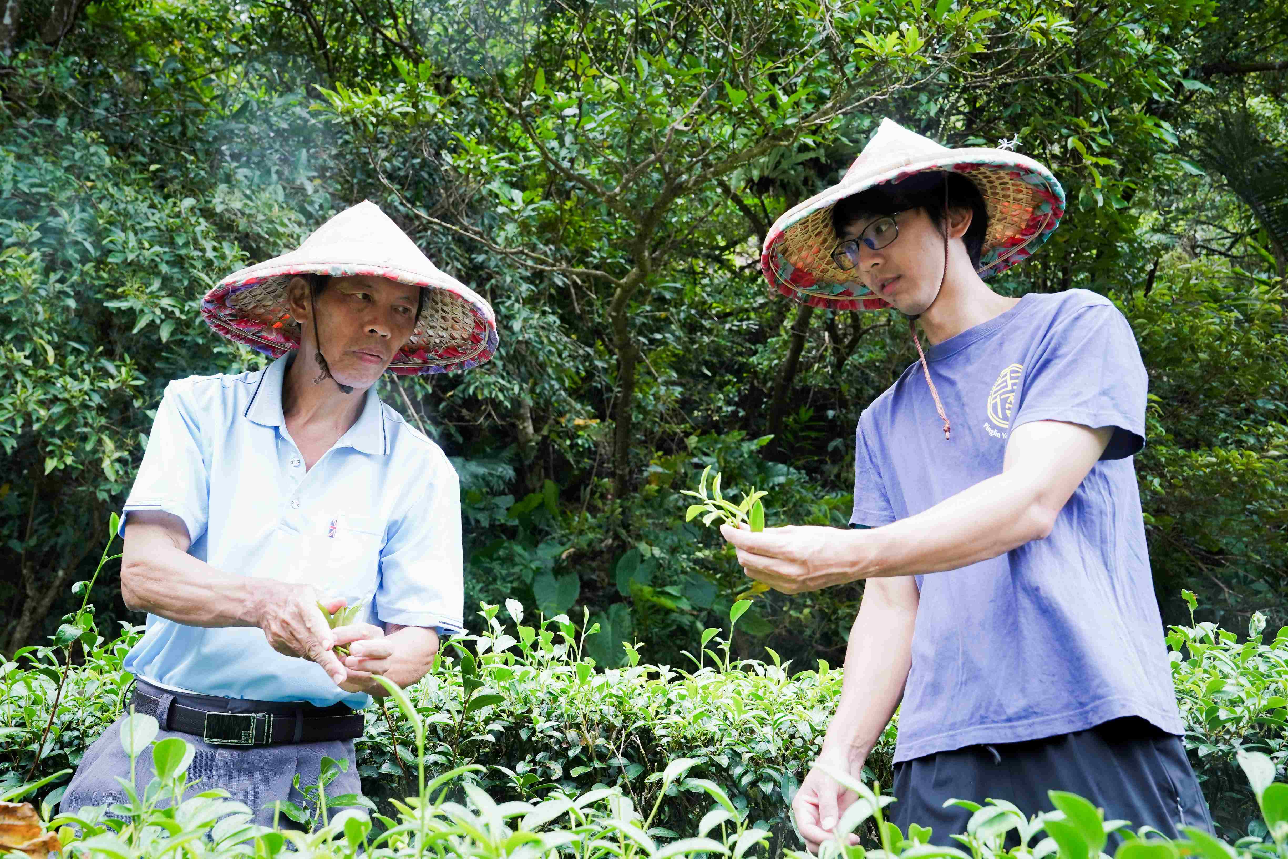 新北香韻紅茶飄花果香 公羽製作翁永田攜手子女獲特等獎...