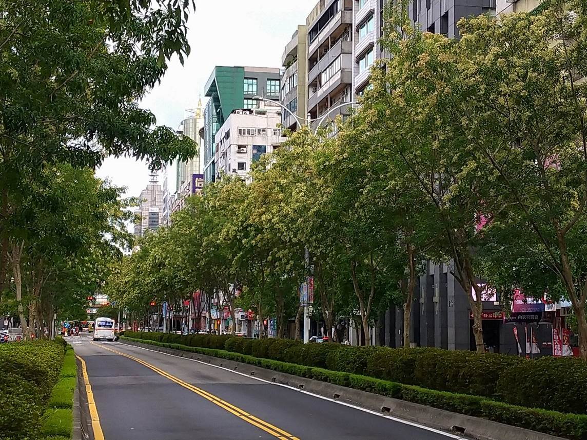 光臘樹撒糖霜？  北市信義路秋景甜上你的眼