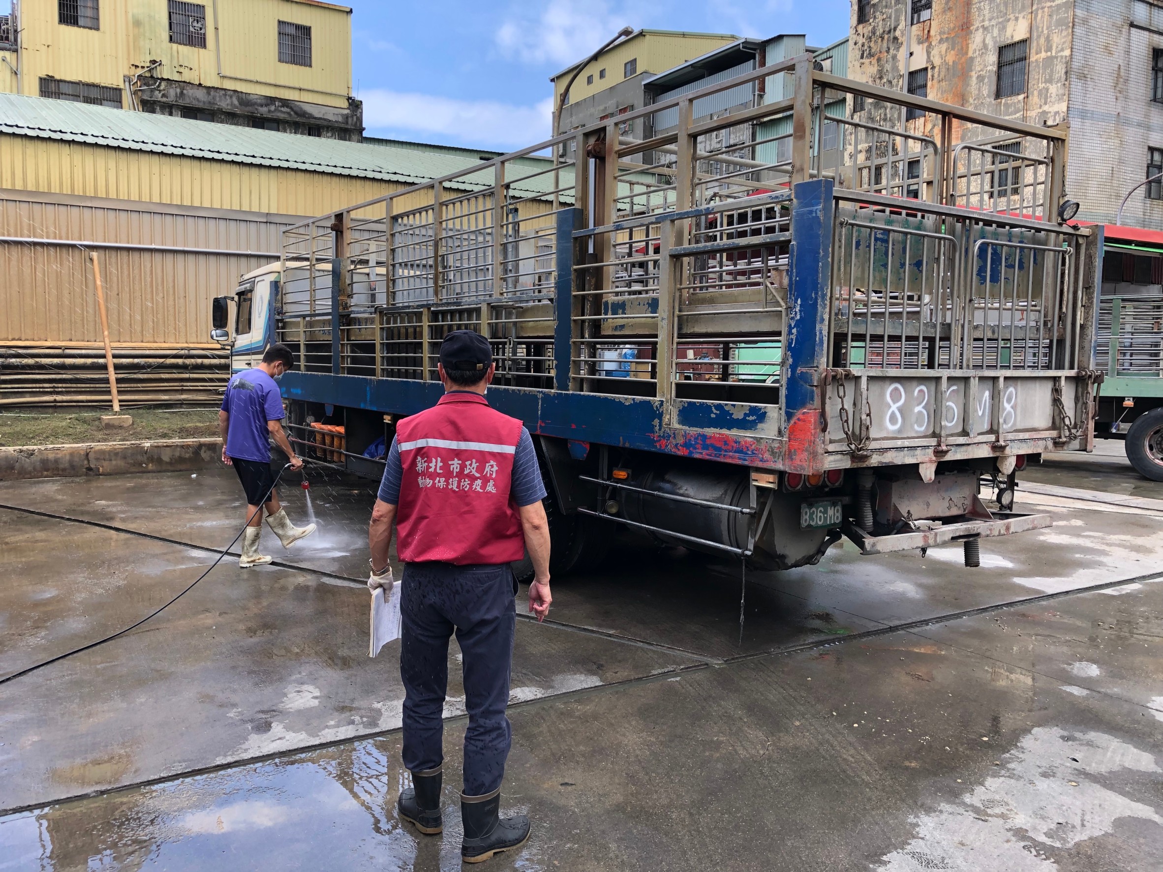 新北動保處加強查核豬隻運輸車輛  3車未裝GPS依法開罰 