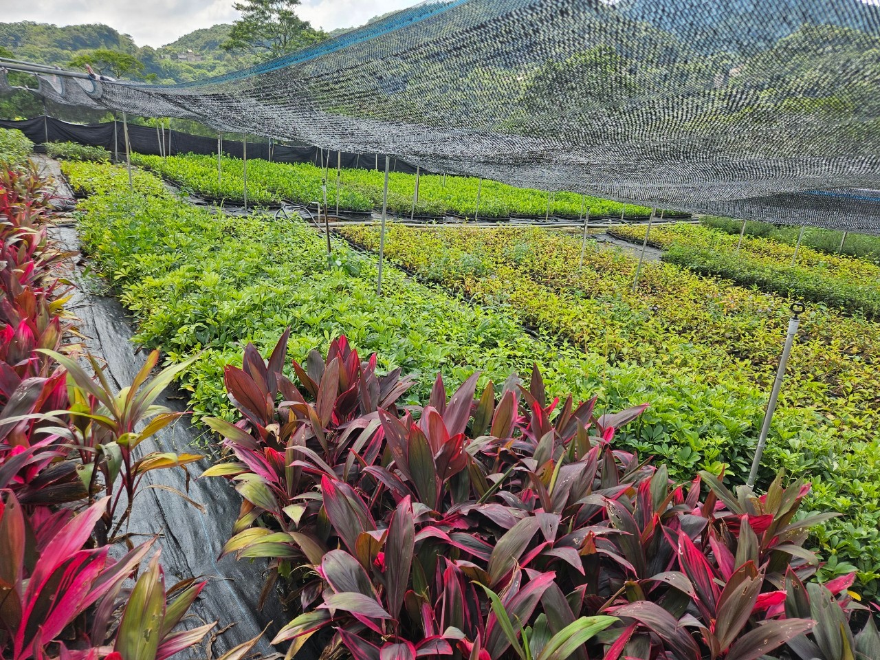 即日起開放苗木申請 新北景觀處不藏私 分享園藝植栽養護小撇步