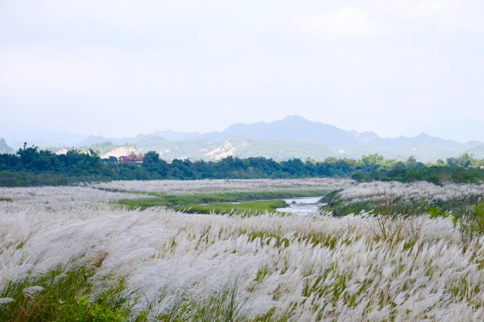 甜根子草花海迎中秋　大內「九月雪」浪漫登場...