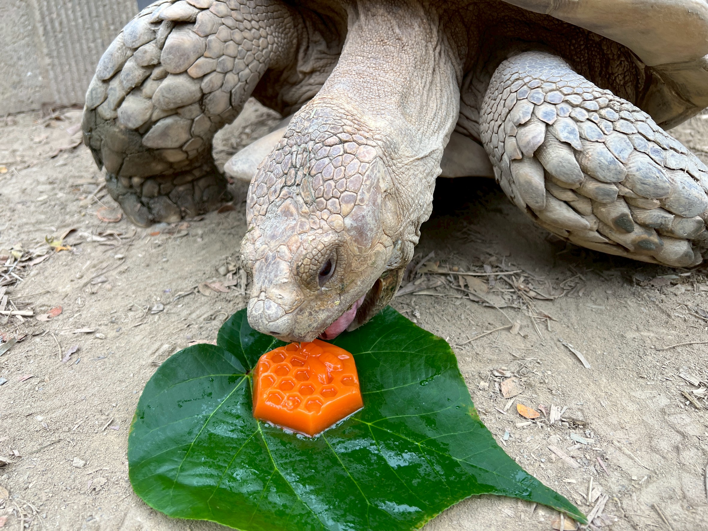 壽山動物園「柚」見中秋 動物秒變吃貨直播主