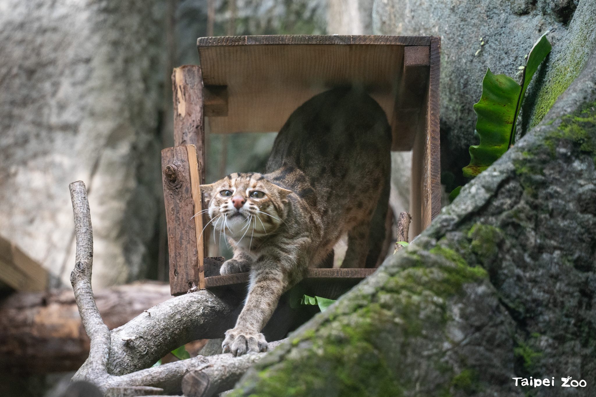 響應十月五日「石虎日」 臺北動物園世界動物日呼籲攜手守...