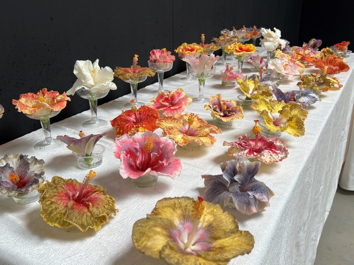 光復節連假一日限定   士林官邸朱槿花展登場...