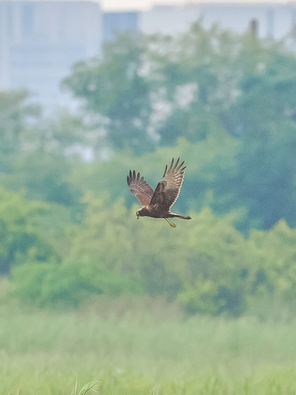 東方澤鵟搶先現身  茄萣濕地候鳥季序幕揭開...