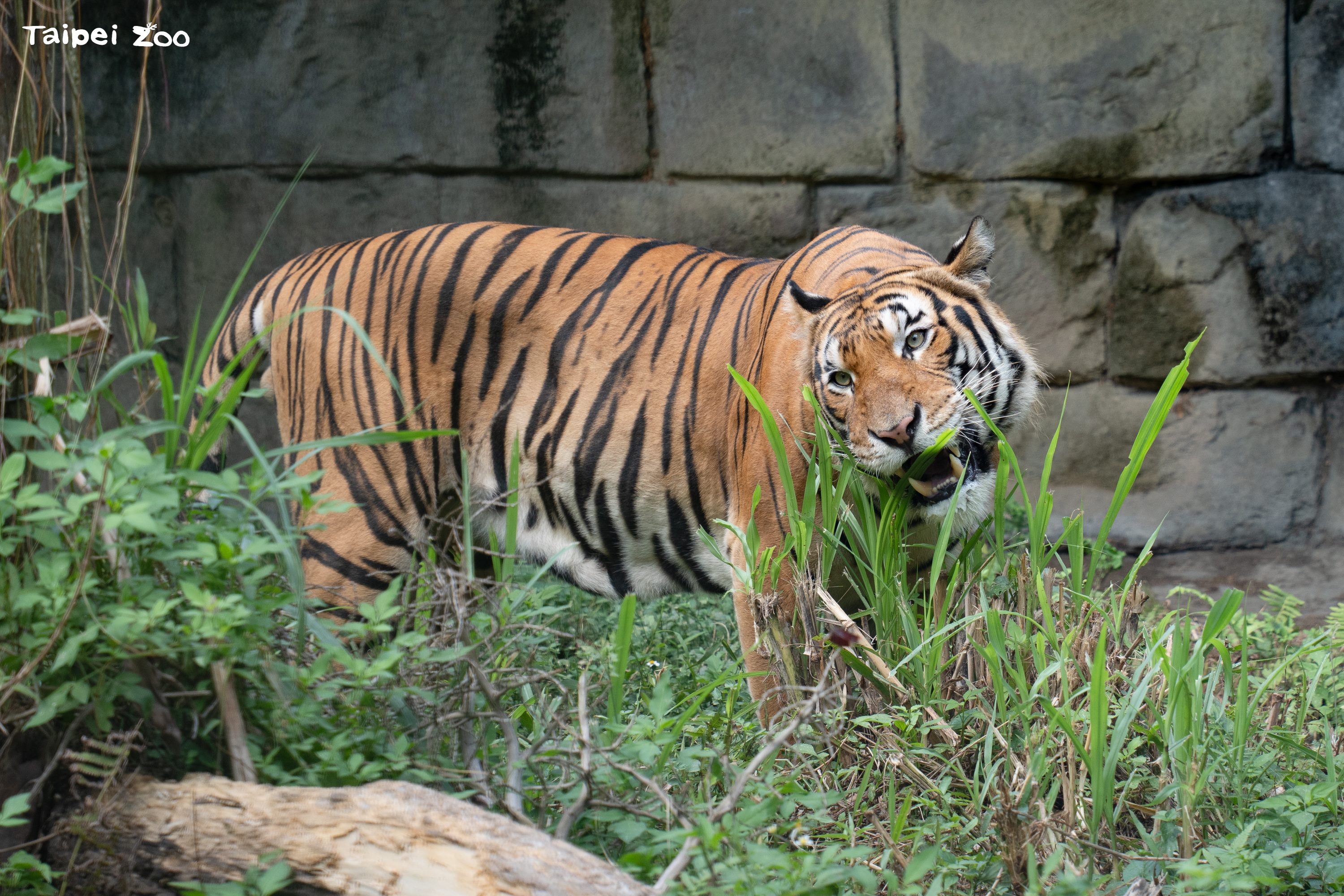 馬來虎「Arhaa」現蹤熱雨區 呆萌虎適應力滿分