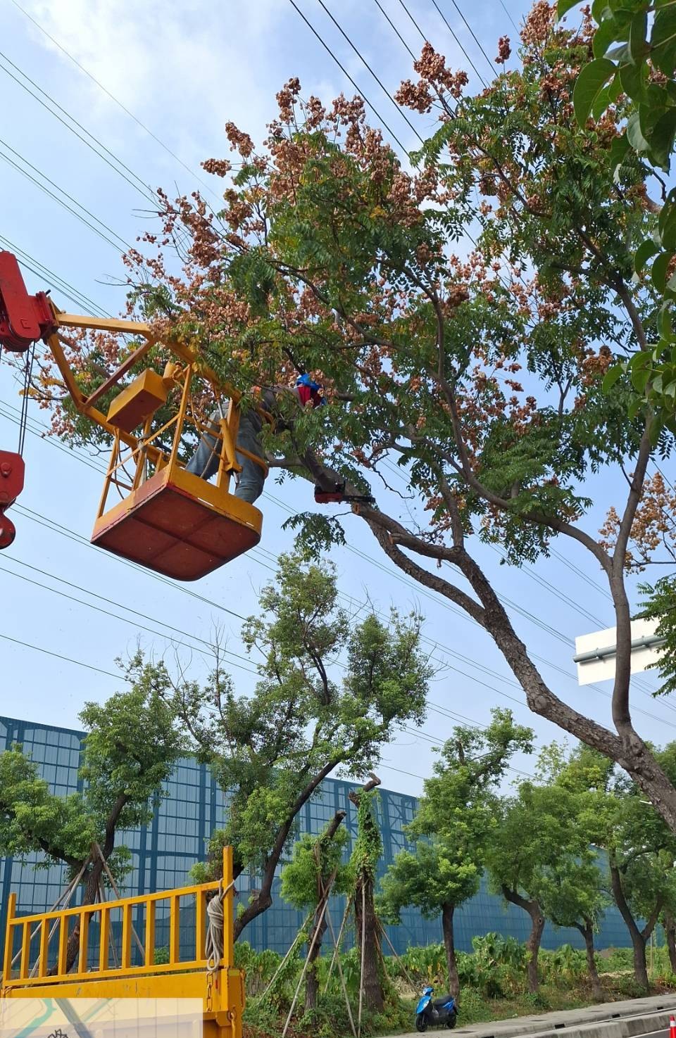 颱風來襲   高市公園處強化護樹防颱準備