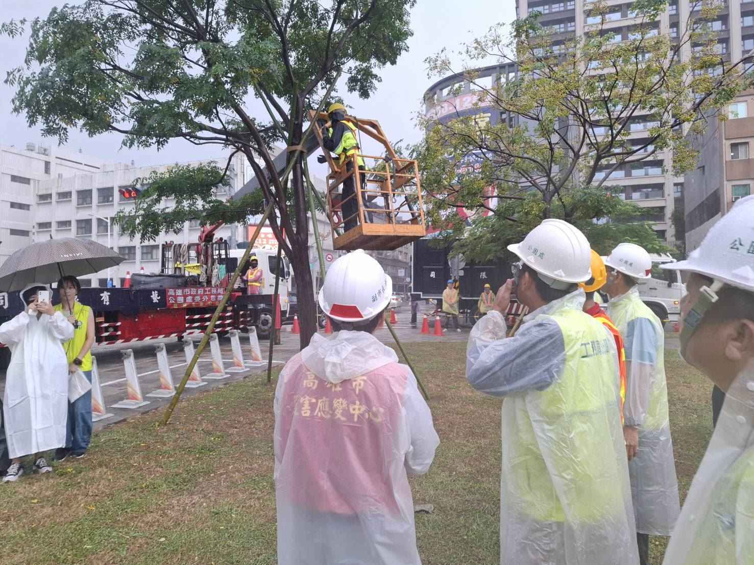鳳凰颱風來襲　林欽榮副市長加強督導路樹安全
