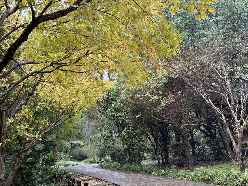 賞楓・觀銀杏・看茶梅  陽明山秘境報你知...