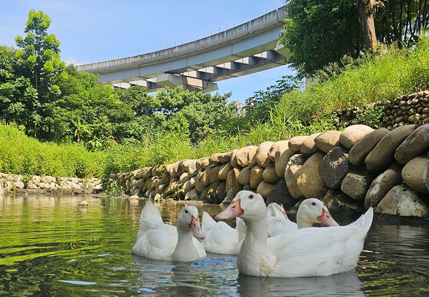 鶯歌礫間日供800噸淨化水  美術館水道迎來可愛鴨群...