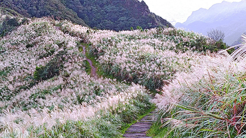 秋冬賞芒好去處  新北瑞芳三安社區展現山城秘境魅力...