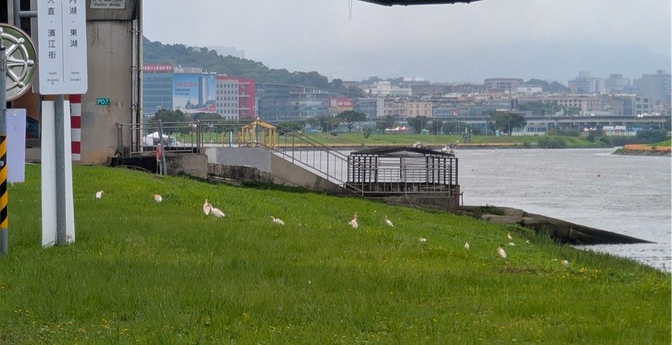 臺北市外來種鳥類埃及聖䴉移除成果顯著今(114)年繁殖紀錄...