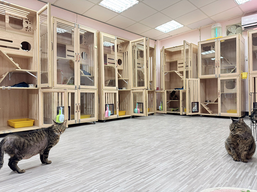 八里貓咪專屬限定  新北動保打造精美喵喵屋...
