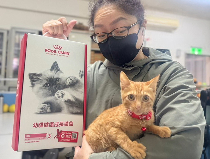 小橘貓受困排水溝失溫險死  新北動保處救援治療後找到認...
