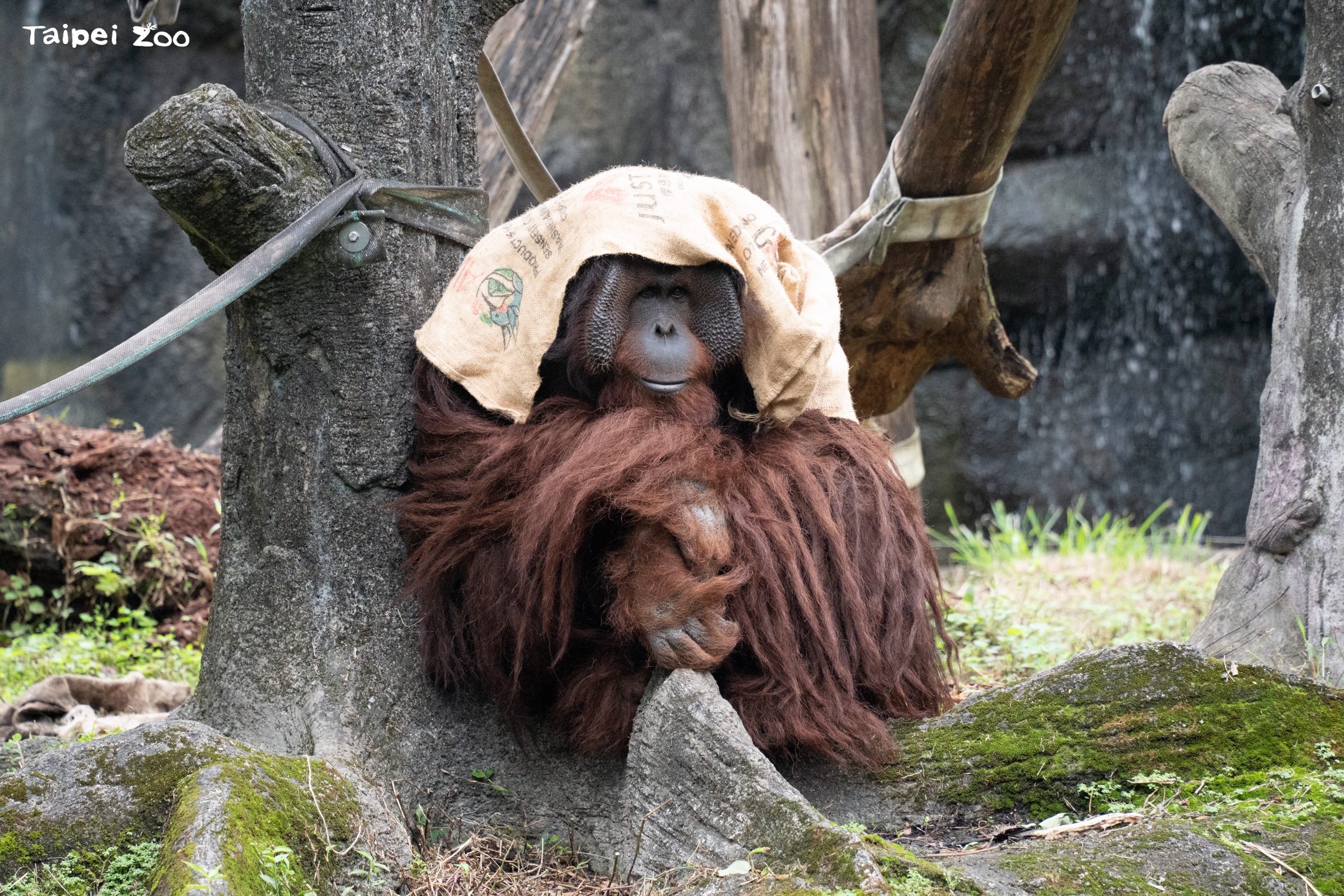 冷氣團來報到 動物園開啟「冬日保暖模式」麻布袋、厚乾草...