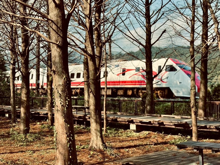 季節限定自然療癒美景  貢寮環保公園落羽松林浪漫登場...