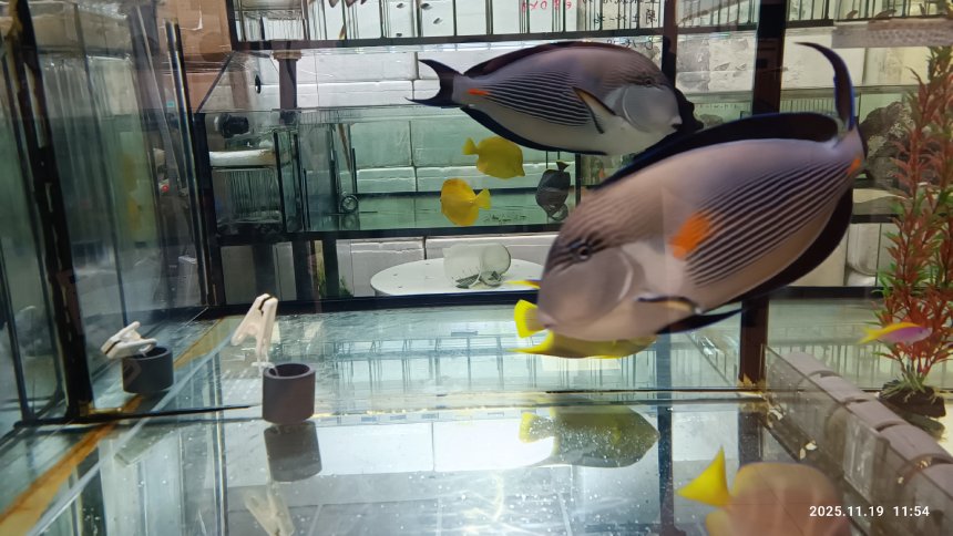 新北市動保處為觀賞魚養殖場檢驗  讓台灣魚走出國門賺外...