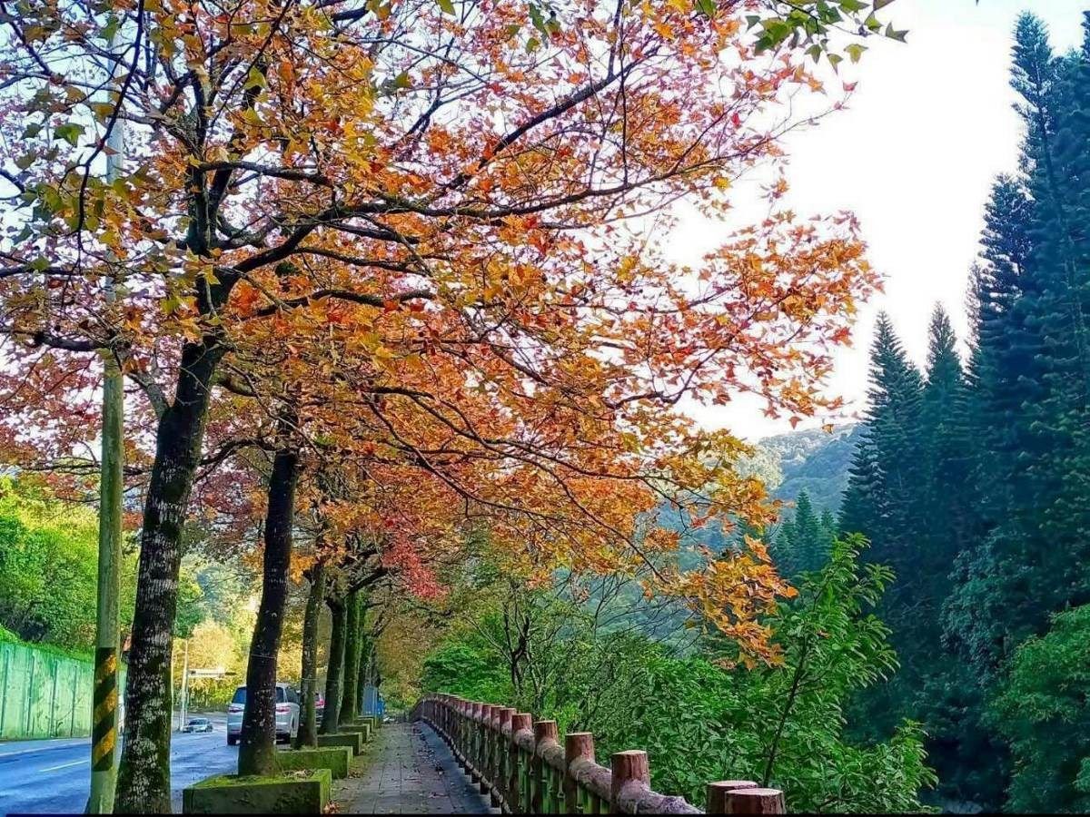 冬天裡的一把火 北市楓香染紅迎新年...