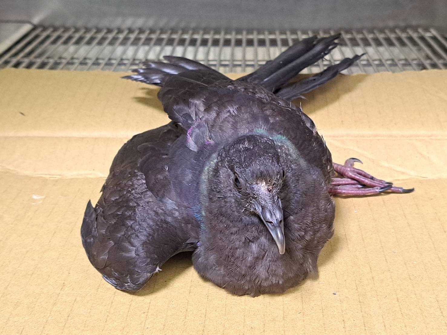 誤認烏鴉實為罕見迷鳥　黑林鴿歷經新北動保處救治重返天...