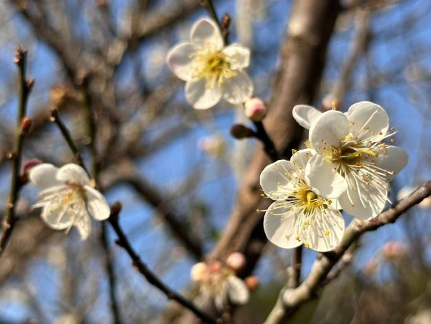 「梅」你不行的冬天 就來楠西賞花、採果、泡溫泉...