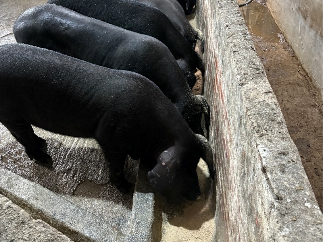新北加碼轉用飼料及設備補助 助豬農穩定轉型...