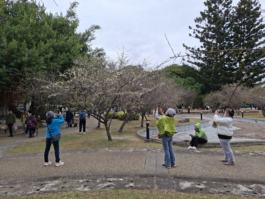 「梅」好趁現在  榮星花園邀您賞梅迎新春...