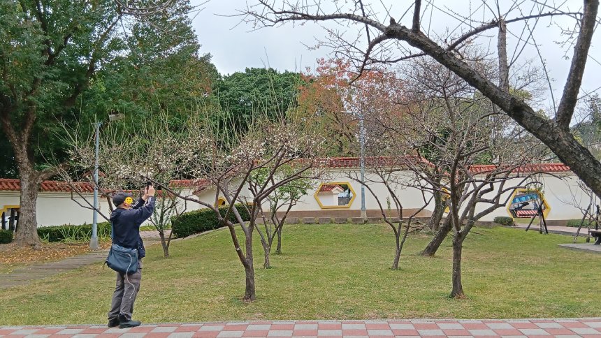 寒梅報春  士林官邸與志成公園梅花陸續綻放...